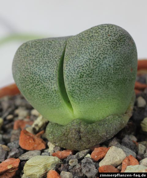 Lebender Granit (Pleiospilos nelii)