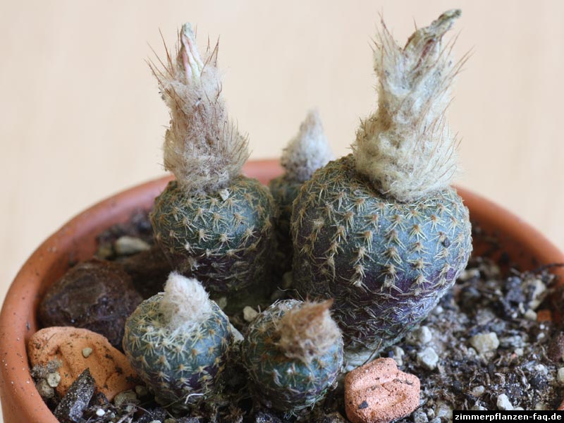 Виды кактусов (фото и описание). Все о кактусах.  Frailea-oreopygmaea