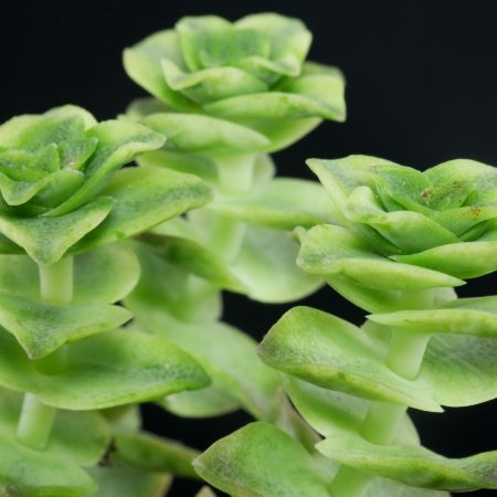 Monstera leaf - Die hochwertigsten Monstera leaf ausführlich verglichen