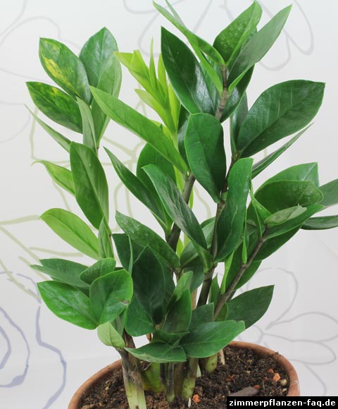 Zamioculcas zamifoliia Zamioculcas zamifoliia