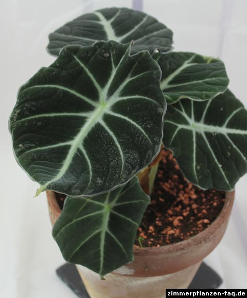 Alocasia reginula Alocasia reginula