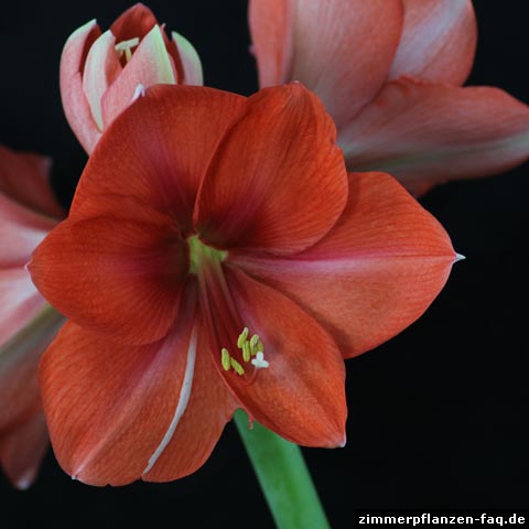 amaryllis amaryllis