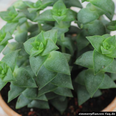crassula perforata green crassula perforata green