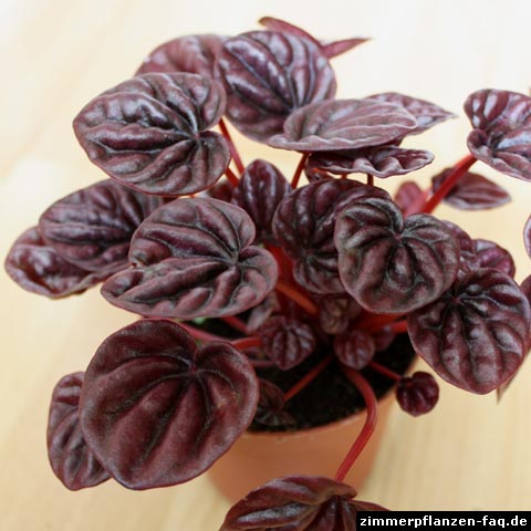 peperomia caperata