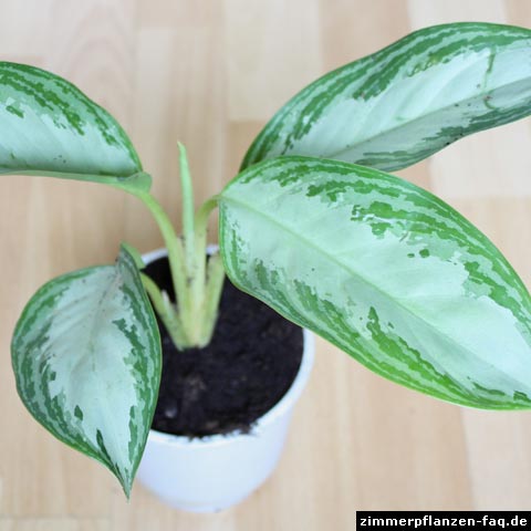 Aglaonema crispum Aglaonema crispum