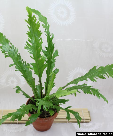 Asplenium nidus fimbriatum Asplenium nidus fimbriatum