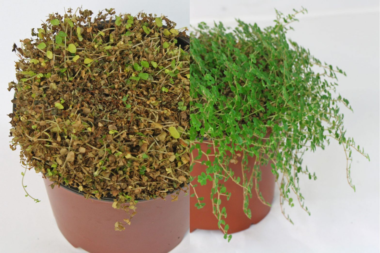 Bubikopf (Soleirolia soleirolii)