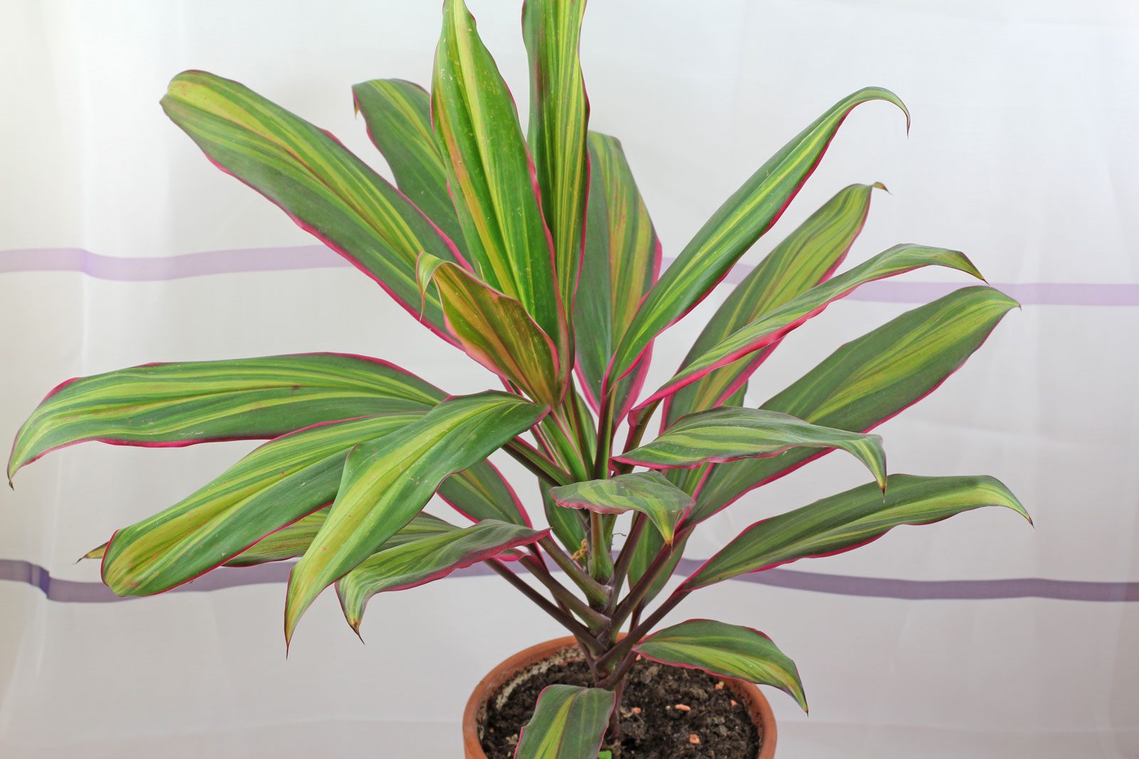 Cordyline fruticosa
