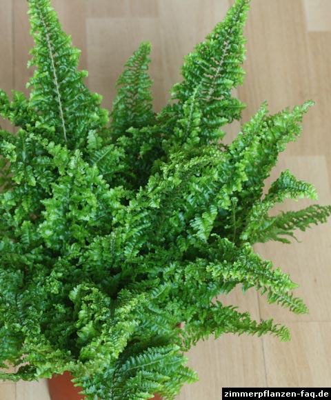 Nephrolepis exaltata Fluffy Vitale Nephrolepis exaltata Fluffy Vitale