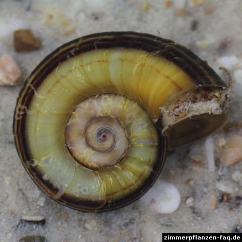 Paradiesschnecke Paradiesschnecke