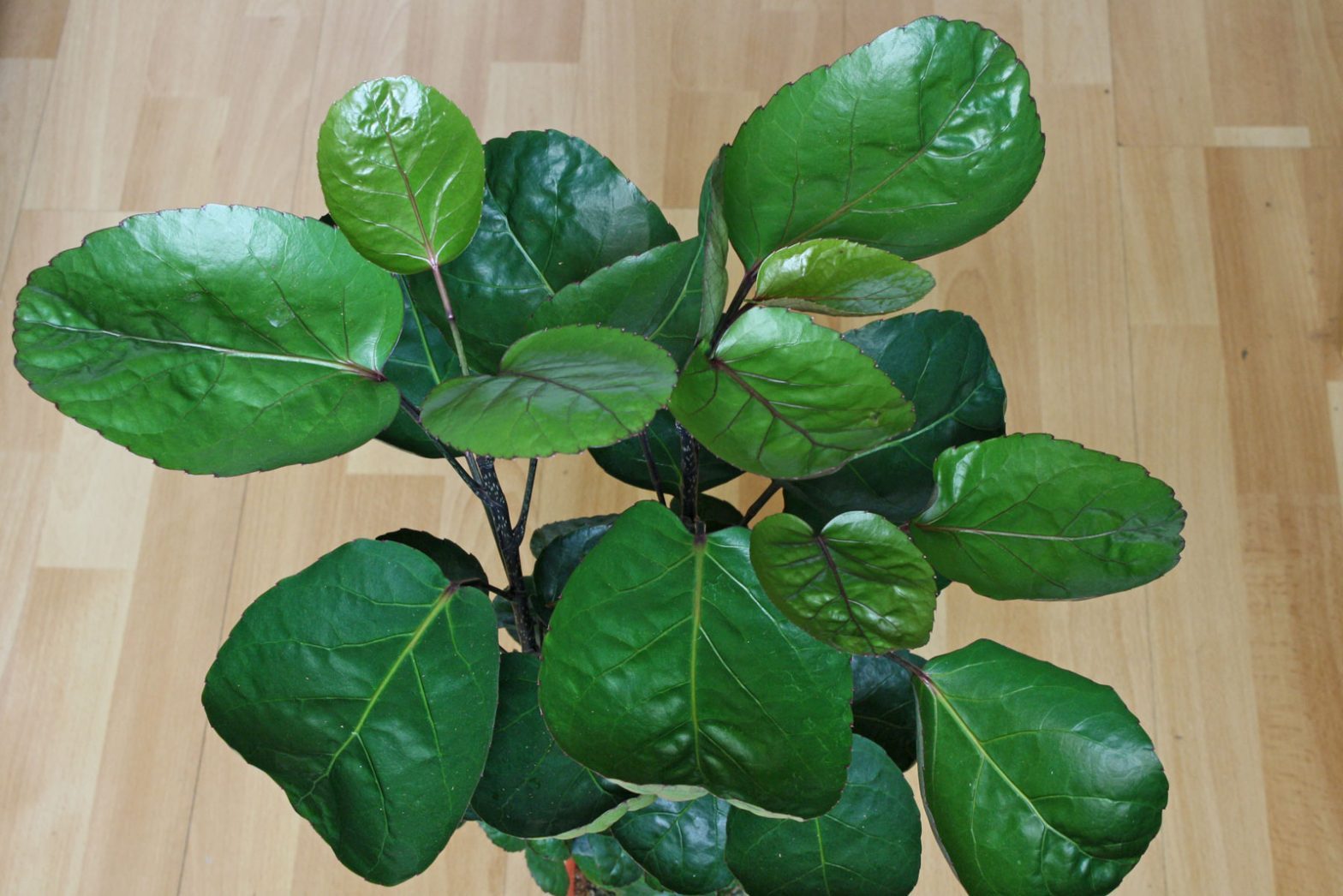 Fiederaralie (Polyscias scutellaria)