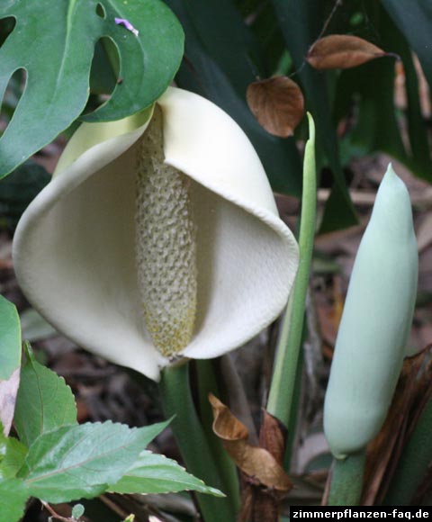 Monstera Blüte Monstera Blüte