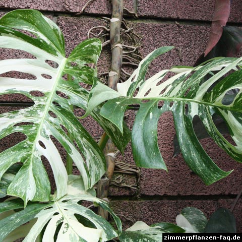 Monstera deliciosa variegata Monstera deliciosa variegata