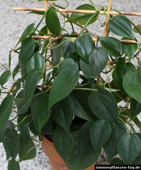 Philodendron-hederaceum.jpg