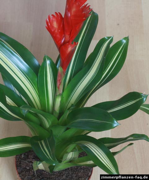 Vriesea-Hybride Vriesea-Hybride