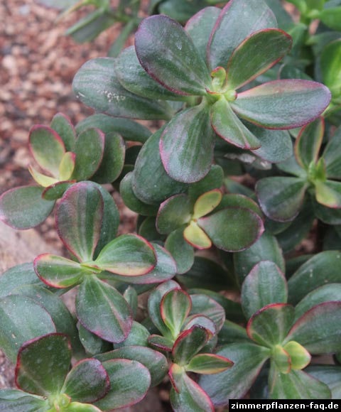 Crassula ovata Tricolor Crassula ovata Tricolor