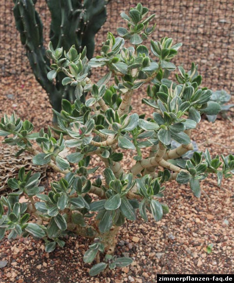 Crassula ovata Variegata Crassula ovata Variegata