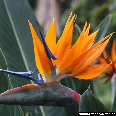 Strelitzia reginae Strelitzia reginae