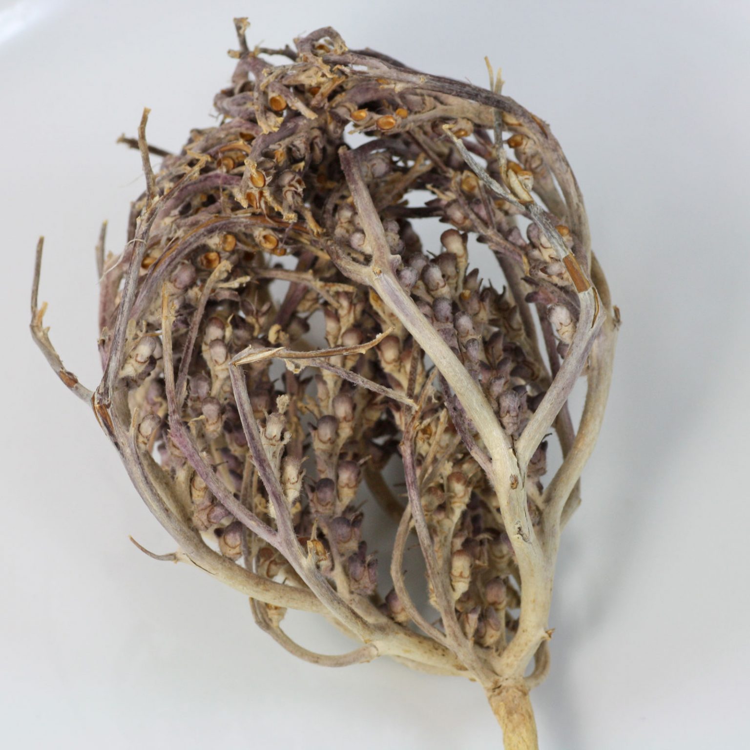 Rose von Jericho (Anastatica hierochuntica)