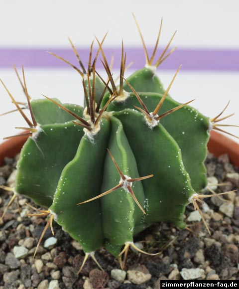 Astrophytum ornatum var. glabrescens Astrophytum ornatum var. glabrescens