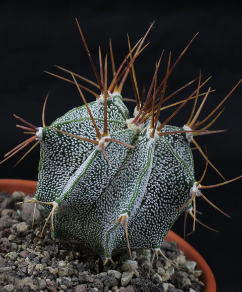 Astrophytum ornatum Astrophytum ornatum