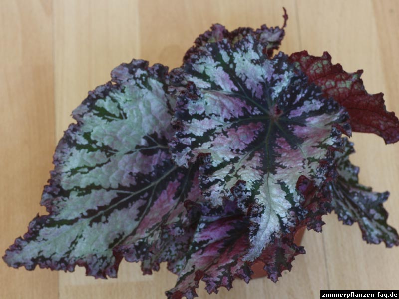 Begonia-Rex