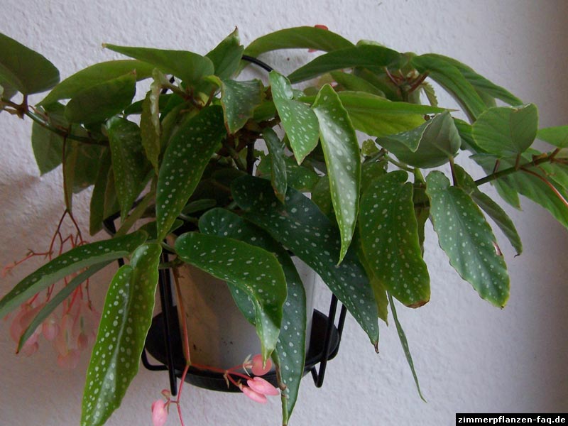 Begonia × albopicta