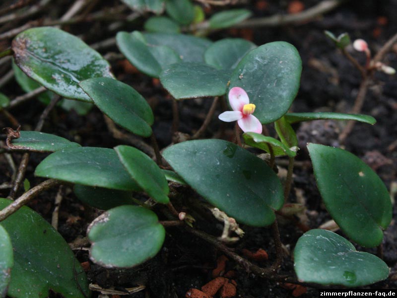 Begonia elaeagnifolia