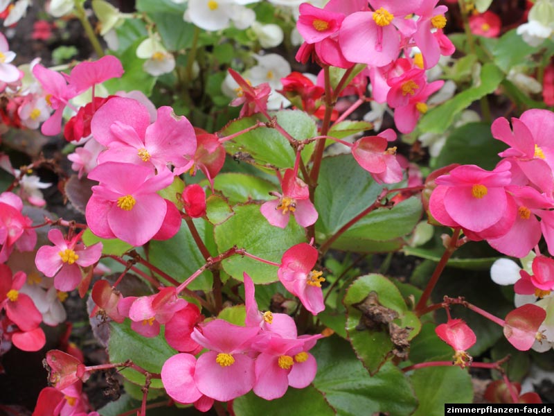 Begonia × semperflorens