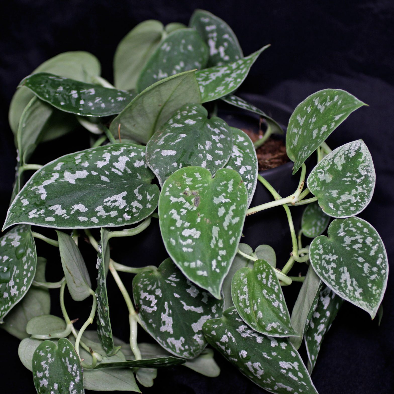 Gefleckte Efeutute (Scindapsus pictus)