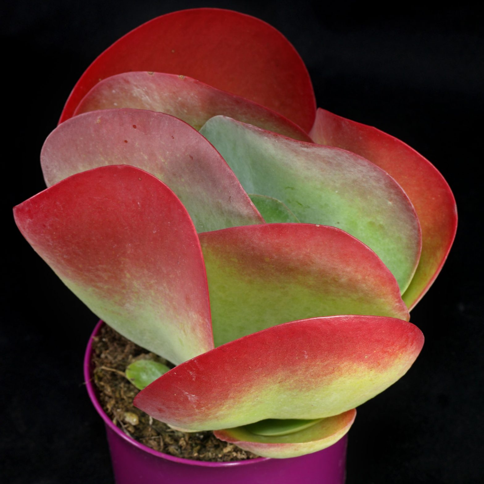 Kalanchoe Thyrsiflora Pflege