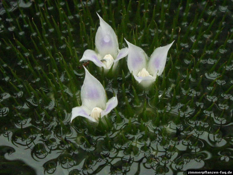 Neoregelia Blüten