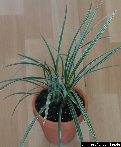 Ophiopogon jaburan Ophiopogon jaburan