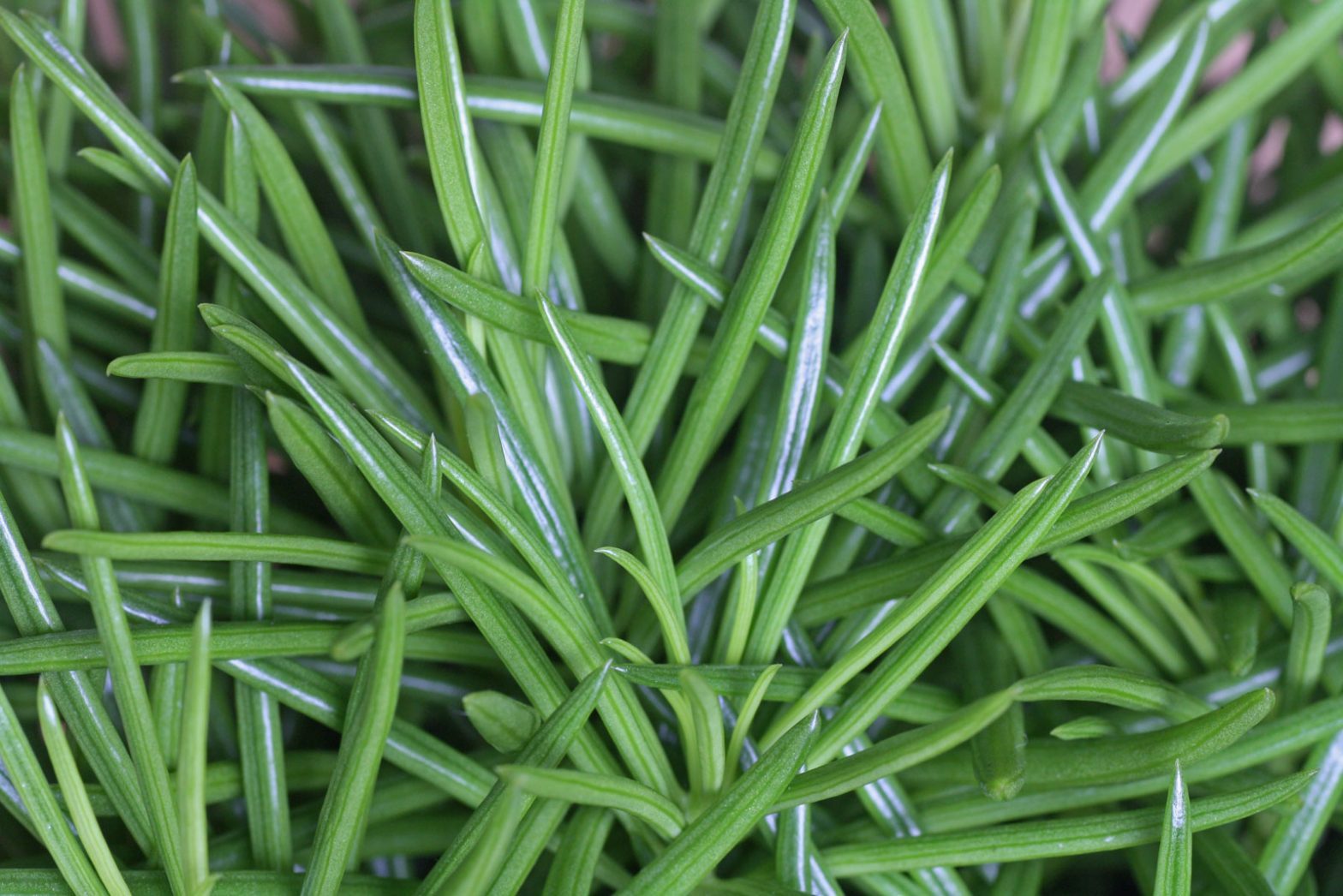 Senecio barbertonicus