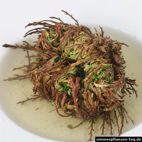 Unechte Rose von Jericho Unechte Rose von Jericho