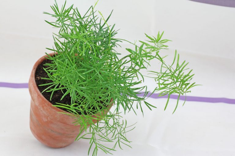 Zierspargel (Asparagus densiflorus)