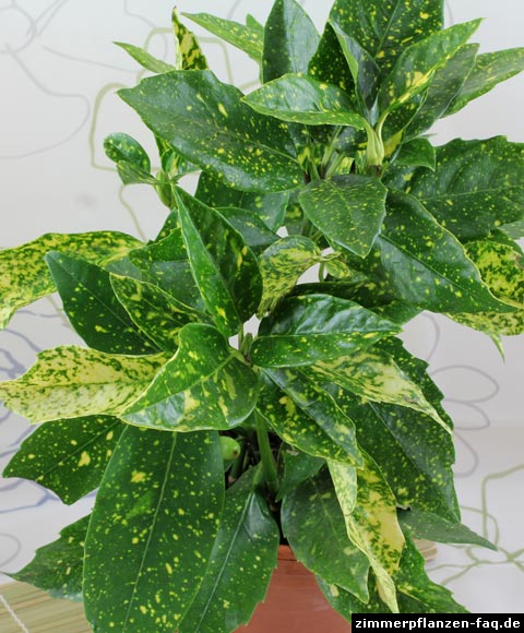Aucuba japonica Aucuba japonica