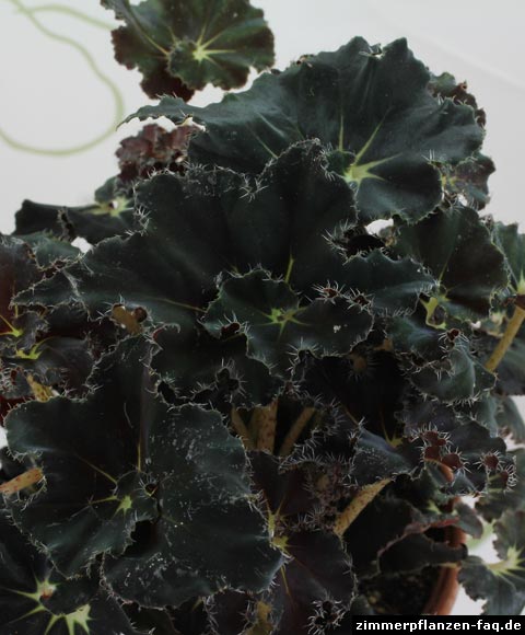 Begonia Dark Mambo Begonia Dark Mambo