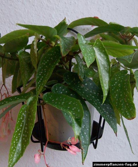 Begonia × albopicta Begonia × albopicta