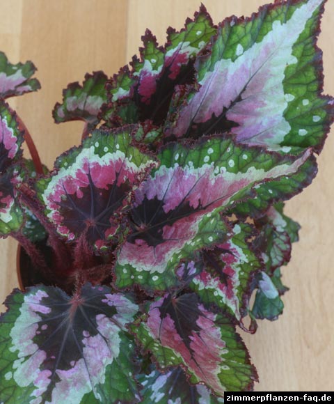 Begonia Rex Begonia Rex
