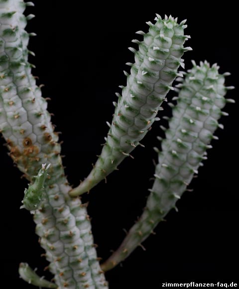 Euphorbia mammillaris Euphorbia mammillaris