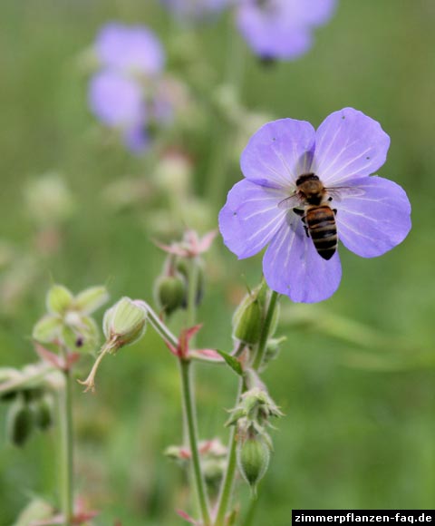 Geranium pratense Geranium pratense