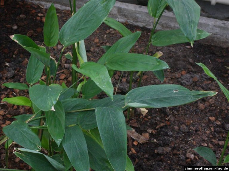 Marante (Maranta leuconeura)