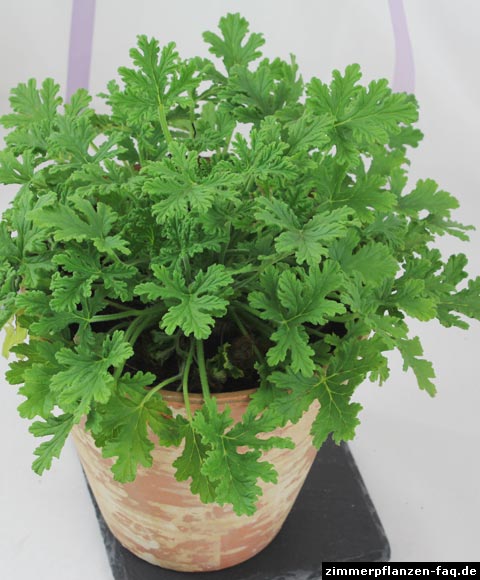 Pelargonium citrosum Pelargonium citrosum