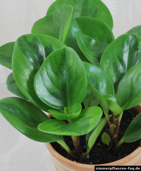 Peperomia obtusifolia Peperomia obtusifolia