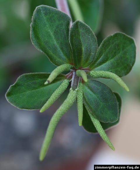 Peperomia verticillata Blüten Peperomia verticillata Blüten