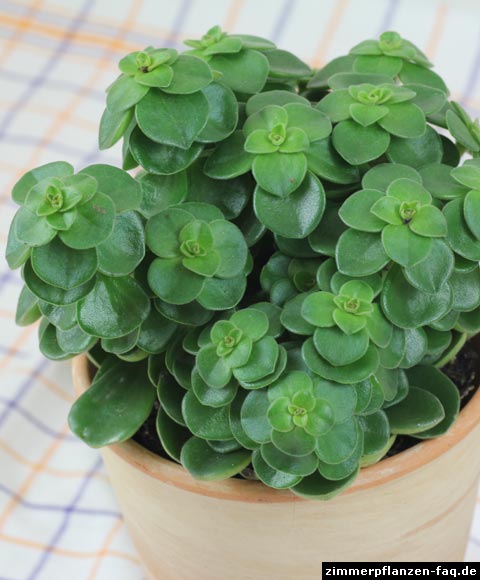 Peperomia verticillata Peperomia verticillata