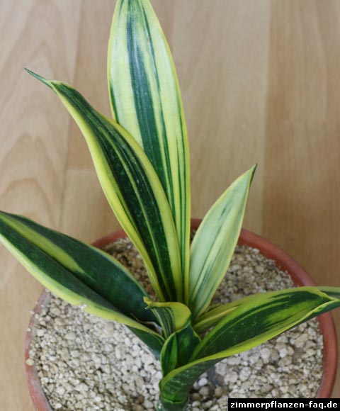 Sansevieria Gold Flame Sansevieria Gold Flame