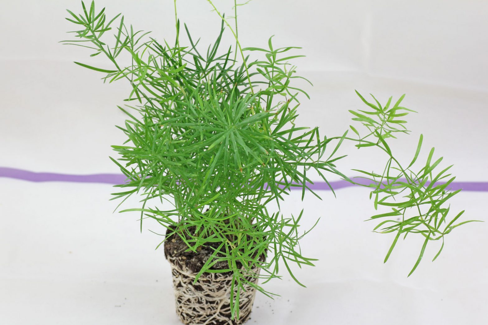 Zierspargel (Asparagus densiflorus)