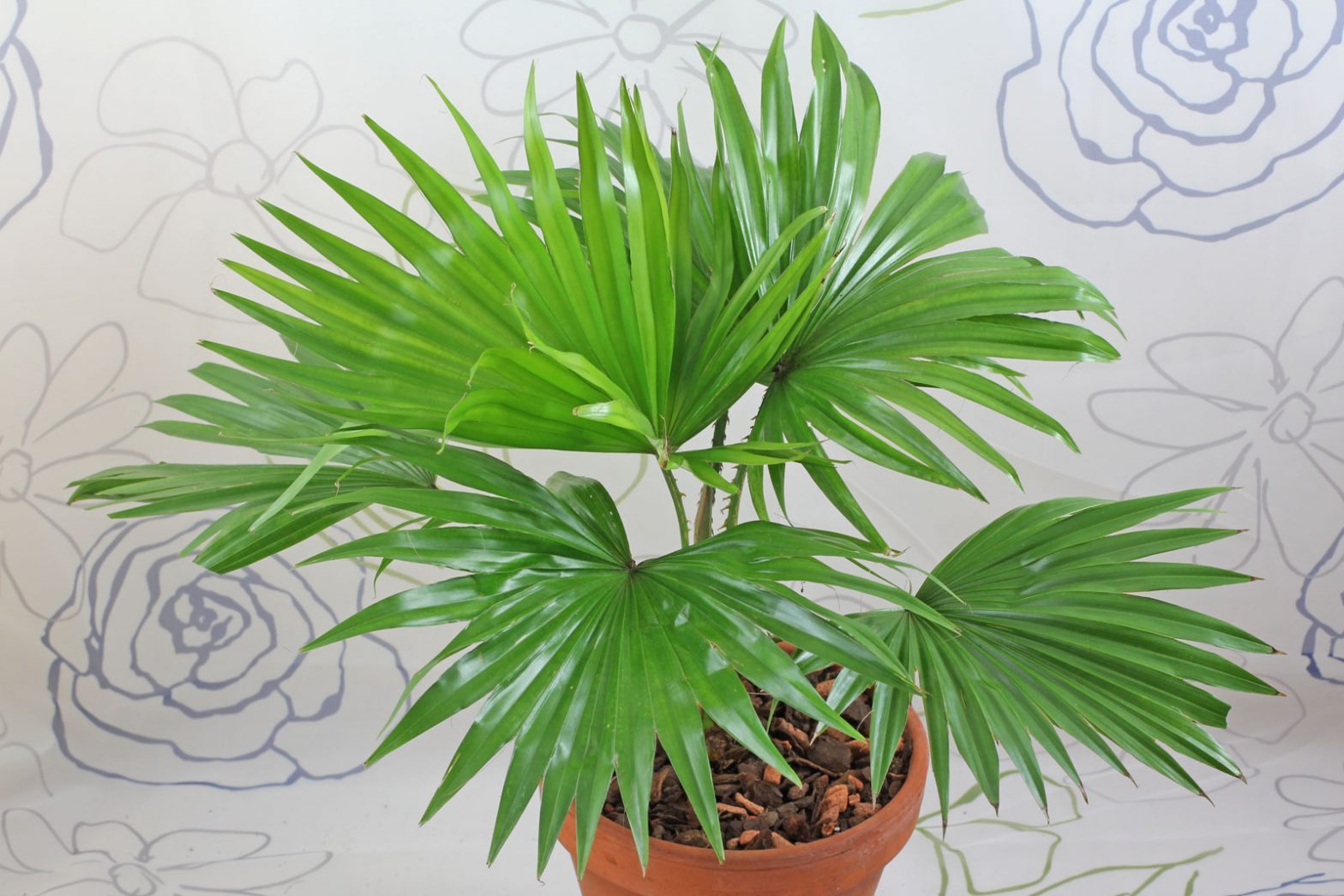 Livistona rotundifolia (Saribus rotundifolius)